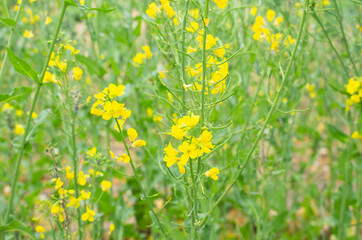 beautiful little yellow flowers growing in the garden