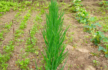 Fototapeta na wymiar A bed with young herbs in a farm garden. Onions and leaves of a young salad and dill.