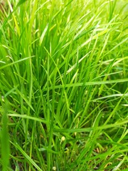 Fototapeta na wymiar Young, thin, green grass close-up. Background green.