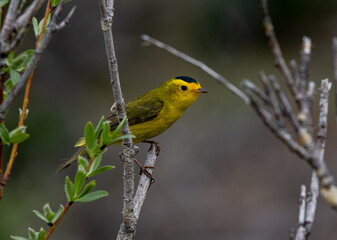 A Colorful Wilson's Warbler Perched on a Branch
