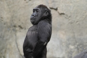 baboon