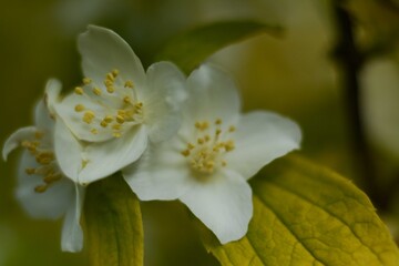 Obraz premium Delicate scented philadelphus flowers bloom in the garden in summer.