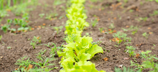 Organic products. young greens in a farm garden. vegetables.