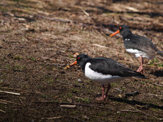 A couple of Eurasian oystercatchers feeding on land, in wet soil out of water