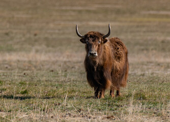 A Yak in a Cattle Farm in Northern Colorado