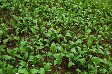 meadow of lilies of the valley in the forest after rain