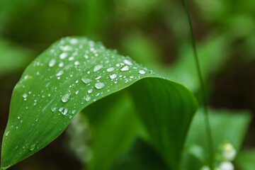 lily of the valley in the forest after rain. raindrops on a leaf in the forest