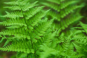 background of green fern in the forest close up with soft focus 