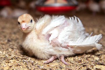 Sick turkey chick with trimmed beak at the poultry farm. livestock for the trade in meat and eggs....