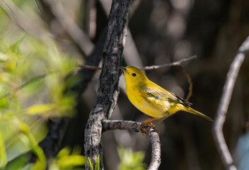 A Beautiful Yellow Warbler on a Spring Morning in Colorado