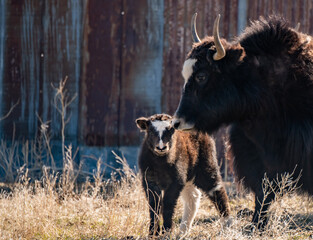 Fototapeta premium A Baby Yak and its Mother on a Farm in Colorado