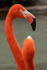 close up of flamingo