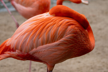 close up of a flamingo