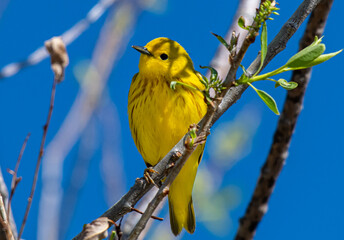 A Beautiful Yellow Warbler on a Spring Morning in Colorado