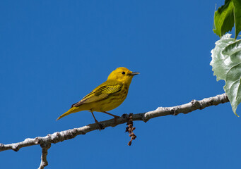 A Beautiful Yellow Warbler on a Spring Morning in Colorado