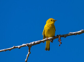 A Beautiful Yellow Warbler on a Spring Morning in Colorado