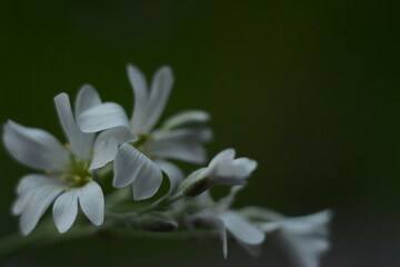 Beautiful little summer white flowers on a dark background
