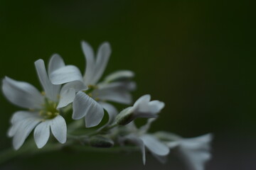 Fototapeta premium Beautiful little summer white flowers on a dark background
