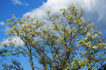 kwitnące i pachnące drzewo akacji na tle błękitnego nieba i chmur - obrazy, fototapety, plakaty