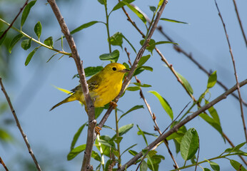 A Beautiful Yellow Warbler on a Spring Morning in Colorado