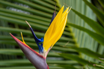 bird of paradise