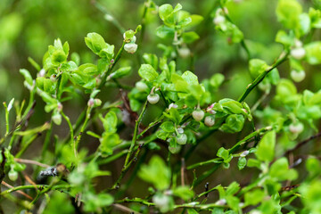 wild strawberry plant