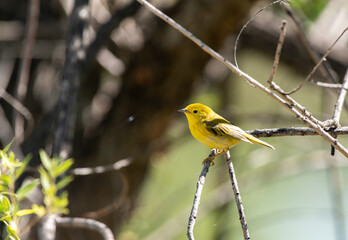 A Beautiful Yellow Warbler on a Spring Morning in Colorado