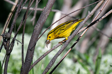 A Beautiful Yellow Warbler on a Spring Morning in Colorado