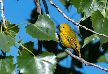 A Beautiful Yellow Warbler on a Spring Morning in Colorado