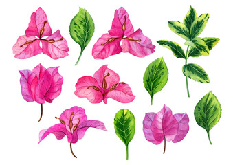 Bougainvillea flowers botanical illustration. Watercolor hand drawn pink bougainvillea flowers. Can be used as print, postcard, invitation, greeting card, package design, textile, stickers.
