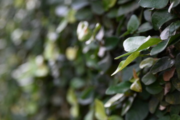 green leaves on the wall