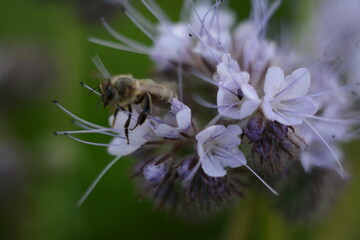 A bee collects nectar from a purple phacelia flower. Macro