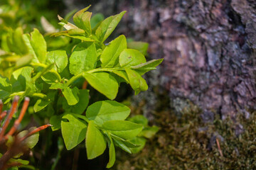 Green leaves of blueberry near old stump