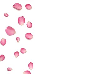 In selective focus a group of sweet pink rose corollas on white isolated background 