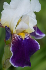 Beautiful white-purple iris in the garden