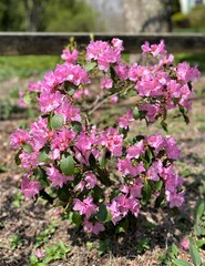 Obraz premium Beautiful pink azalea flowers growing in a garden in the sunlight 