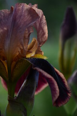 Close-up of brown iris petals