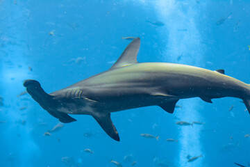 Hammerhead shark in the aquarium. The great hammerhead (Sphyrna mokarran) is the largest species of...