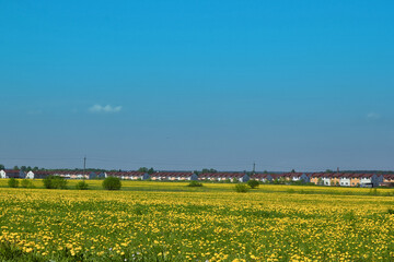 Green field with yellow dandelions Closeup of yellow spring flowers on the ground