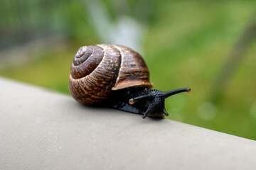 A closeup of a snail in a shell on a metall in a park