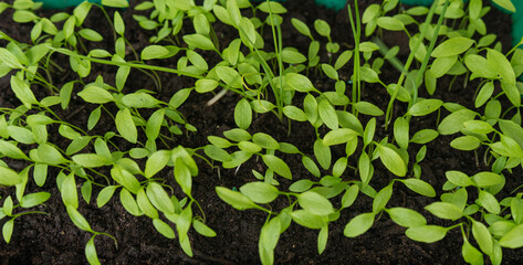 Growing herbs on the windowsill. Young sprouts of parsley. bright green small baby leaf parsley closeup on sunshine. growing herbs and spices at home on balcony garden