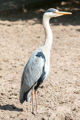 Grey Heron (Graureiher, Ardea cinerea)