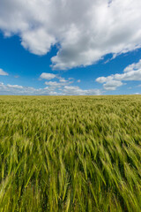 A wheat field in Sussex on a sunny day