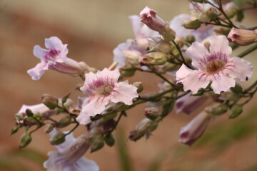 racimo floral