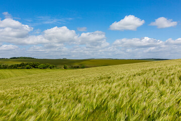 A wheat field in Sussex on a sunny day