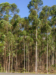 Eucalyptus tree forest in Brasil, plants for steel mill industry