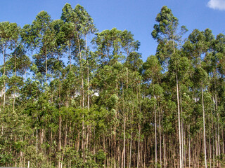 Eucalyptus tree forest in Brasil, plants for steel mill industry