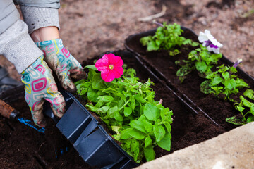 Gardener replants petunia seedlings
