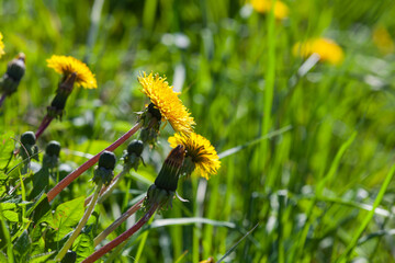 Yellow dandelions in bloom are on a green meadow