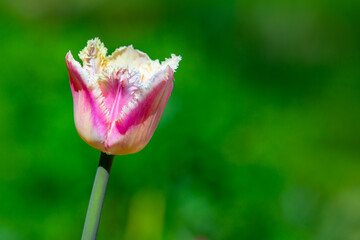 Pink and white terry tulip flower